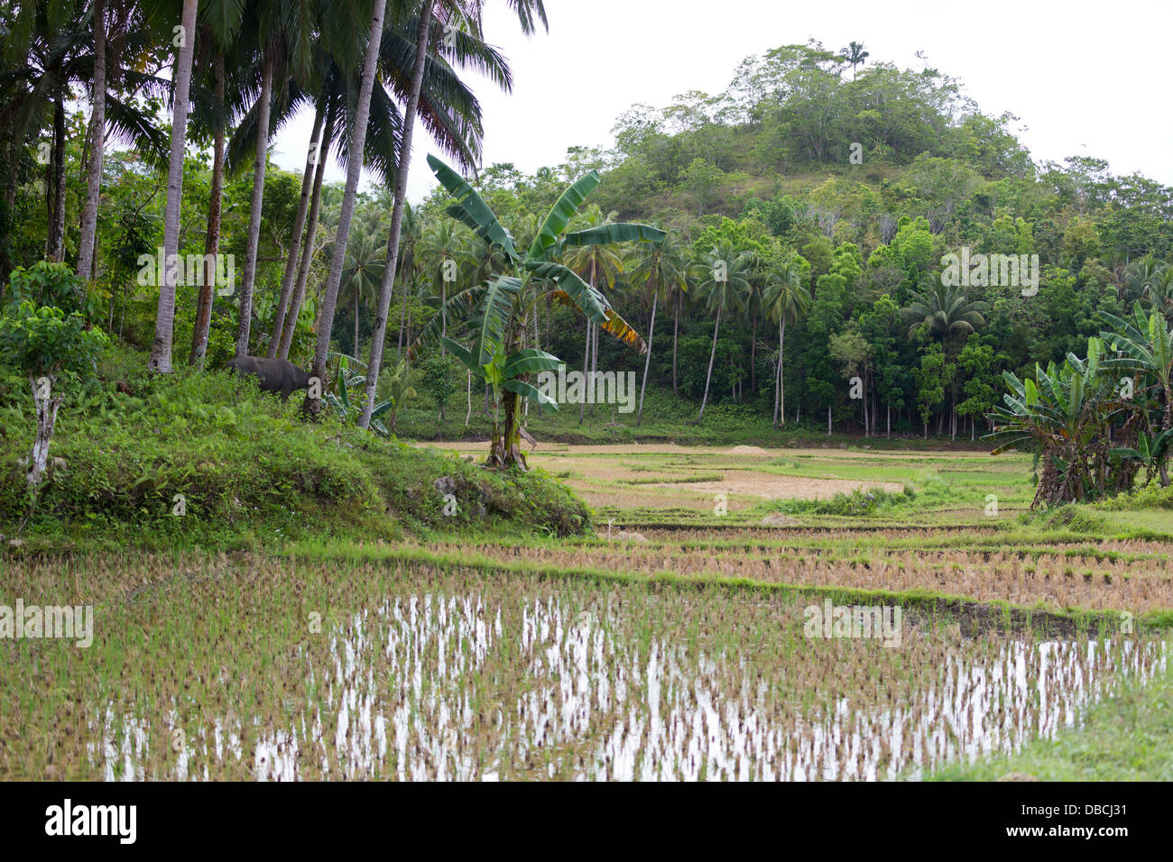 Rice Paddy in the Countryside on Bohol Island, Philippines Stock Photo