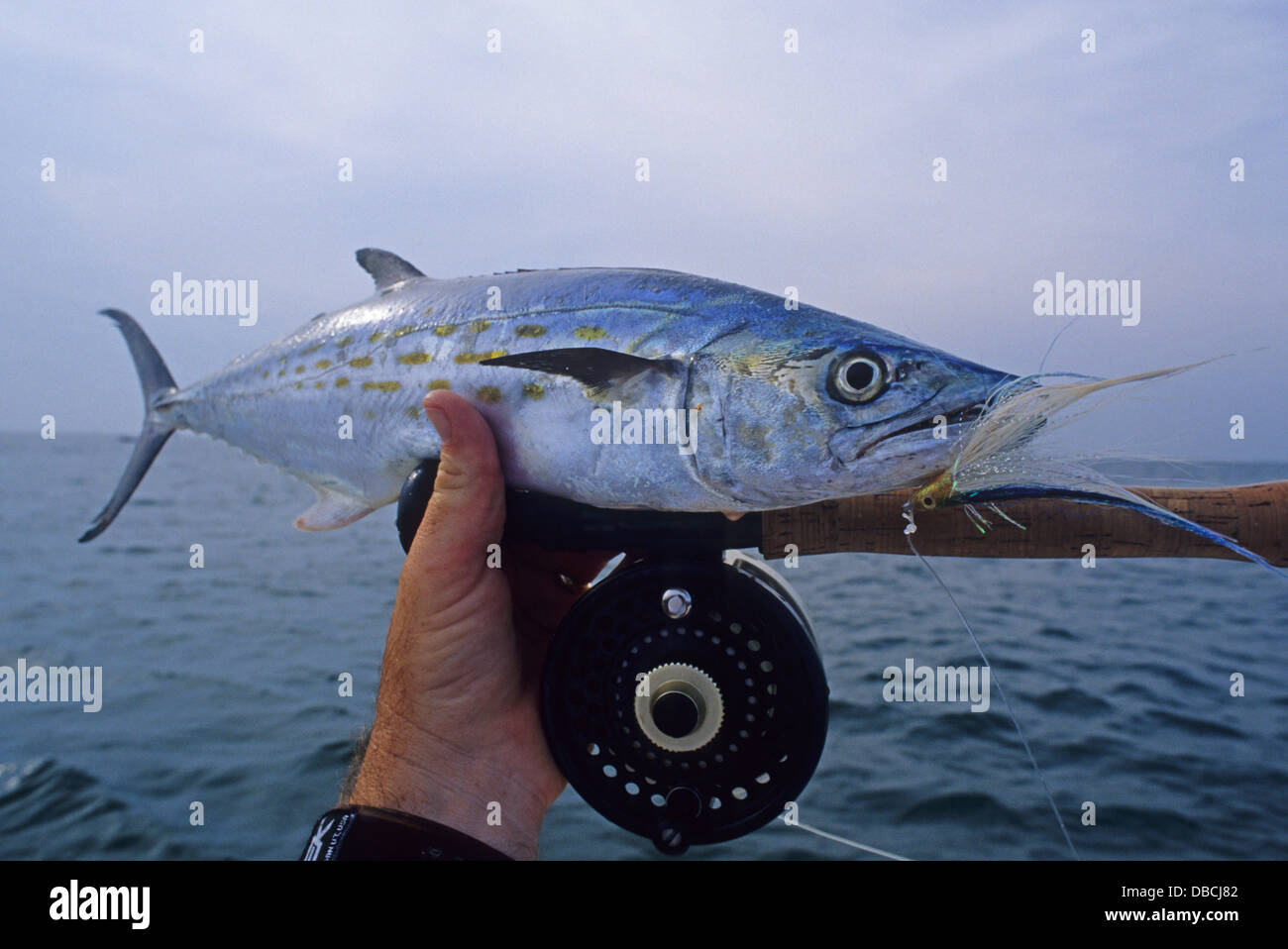 A small Spanish mackerel (Scomberomorus maculatus) caught while fly fishing  at Port Aransas Texas Stock Photo - Alamy