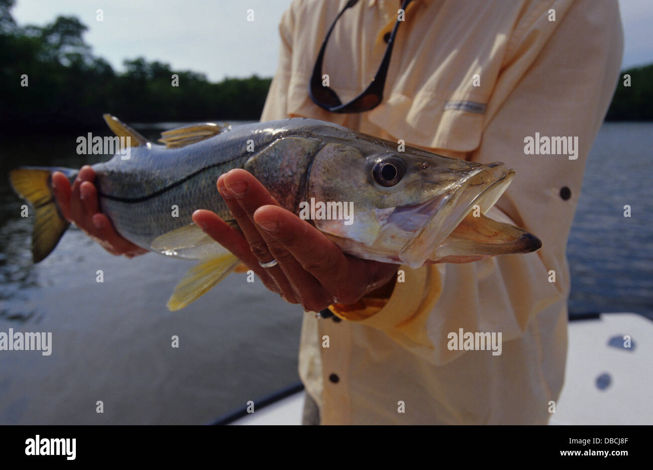 Man holding a snook (Centropomus undecimalis) caught while fishing near Everglades City Florida Stock Photo