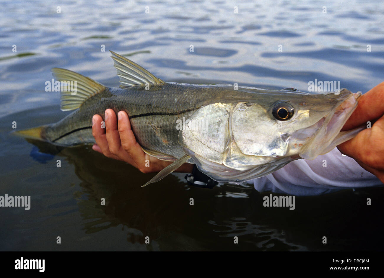 A snook (Centropomus undecimalis) caught while fishing near Everglades City Florida Stock Photo