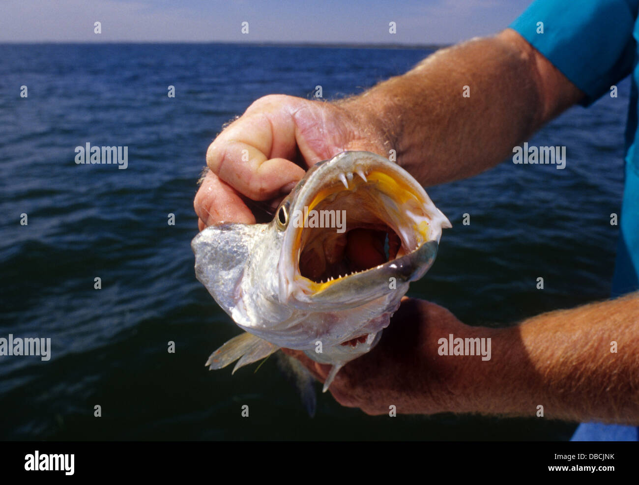 The mouth and teeth of a spotted seatrout (Cynoscion nebulosus) or speckled  trout caught while fishing in Baffin Bay Texas Stock Photo - Alamy