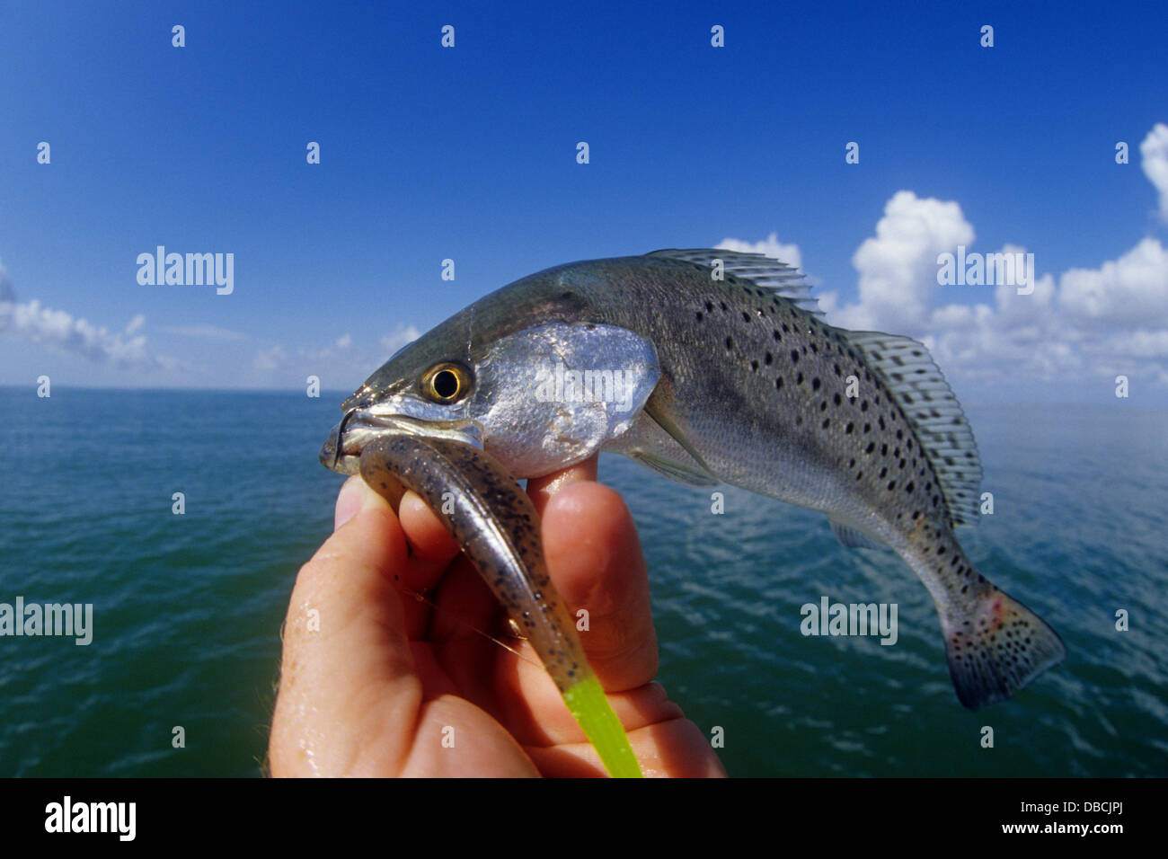 A small speckled trout or spotted seatrout (Cynoscion nebulosus) caught
