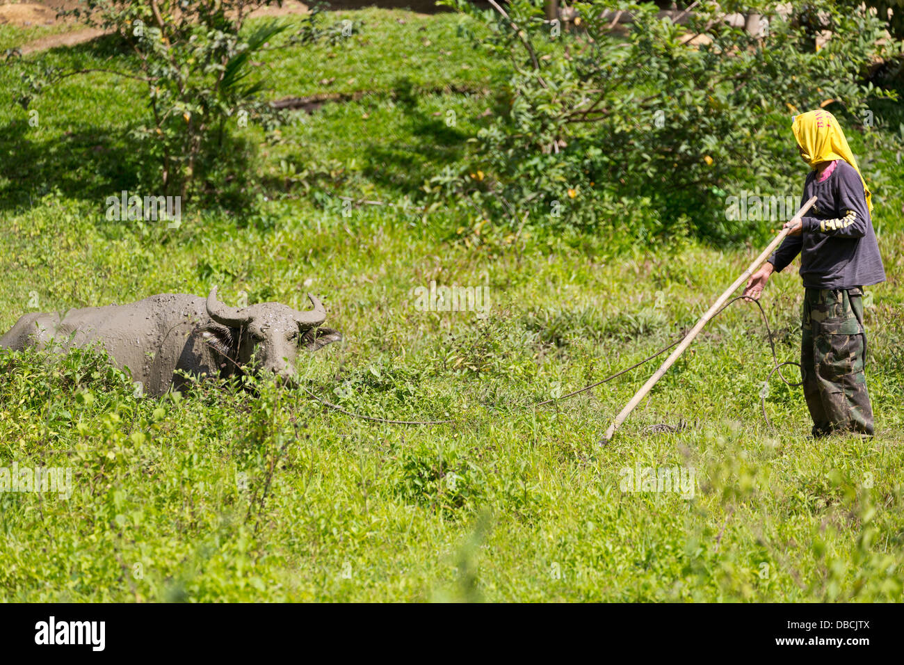Water Buffalo in the Countryside on Bohol Island, Philippines Stock Photo