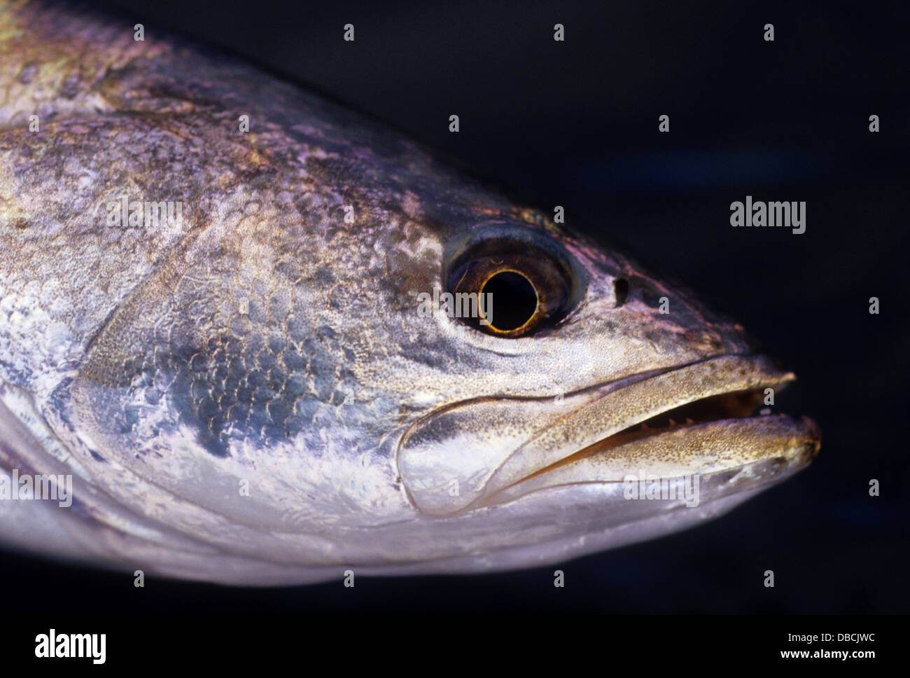 A speckled trout or spotted seatrout (Cynoscion nebulosus) caught near