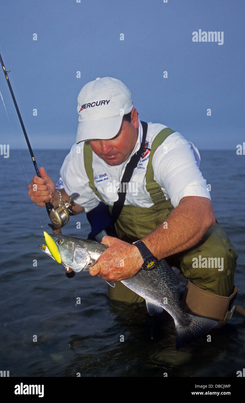 A fisherman lands a speckled trout or spotted seatrout (Cynoscion  nebulosus) caught while wade fishing the bay at Seadrift Texas Stock Photo  - Alamy