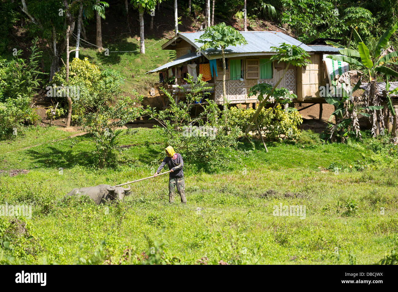 Water Buffalo in the Countryside on Bohol Island, Philippines Stock Photo