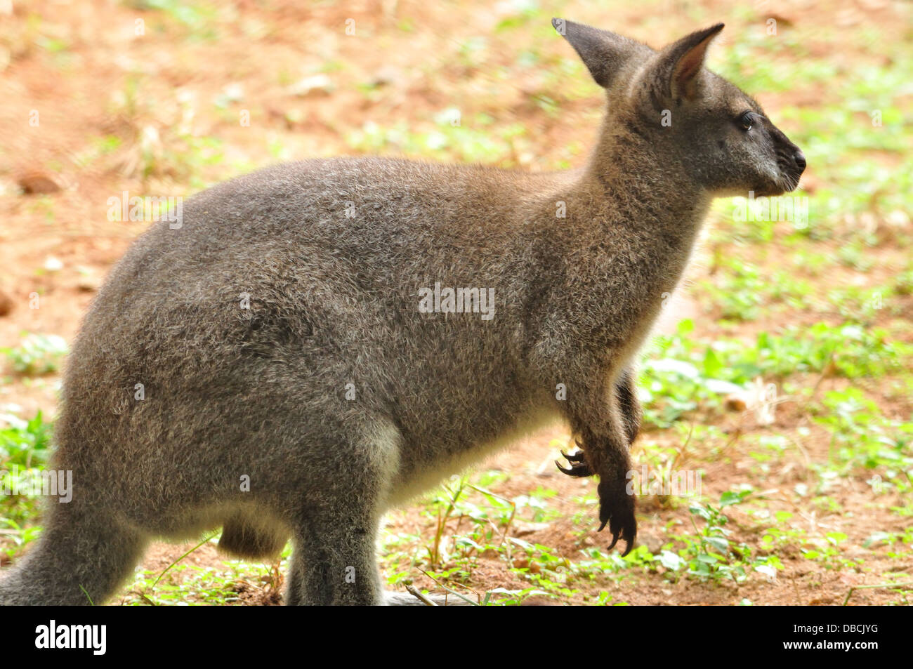 Wallaby  ( Macropus agilis ) Stock Photo