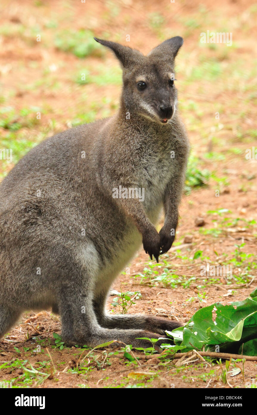 Wallaby  ( Macropus agilis ) Stock Photo