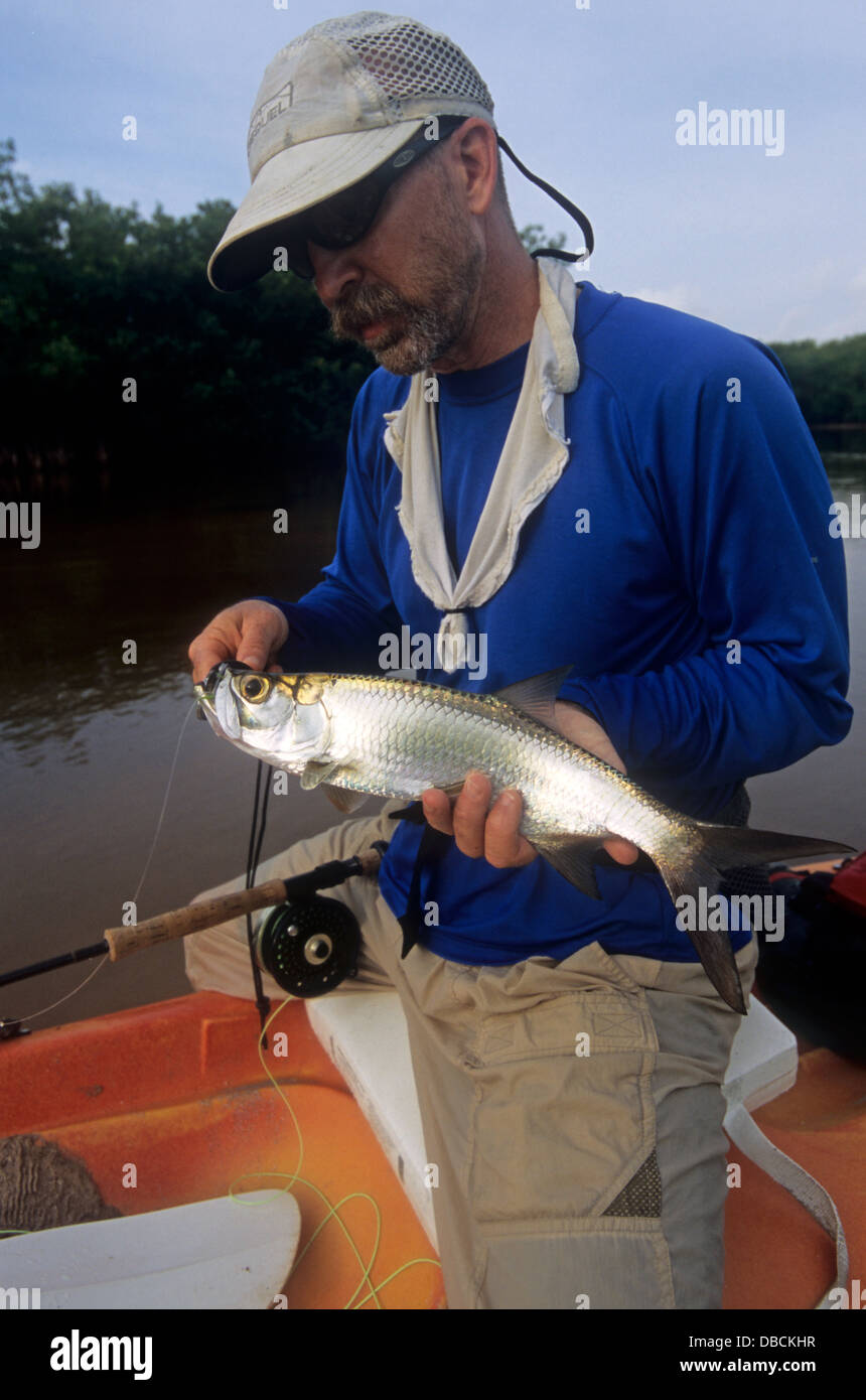 A juvenile tarpon (Megalops Atlanticus) caught while fly fishing from a kayak in Ascension Bay