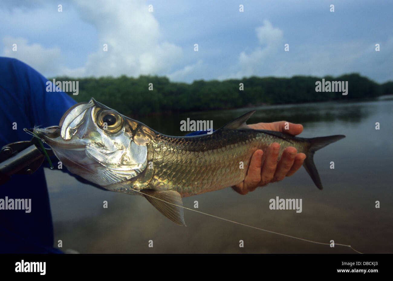 A juvenile tarpon (Megalops Atlanticus) caught while fly fishing from a kayak in Ascension Bay