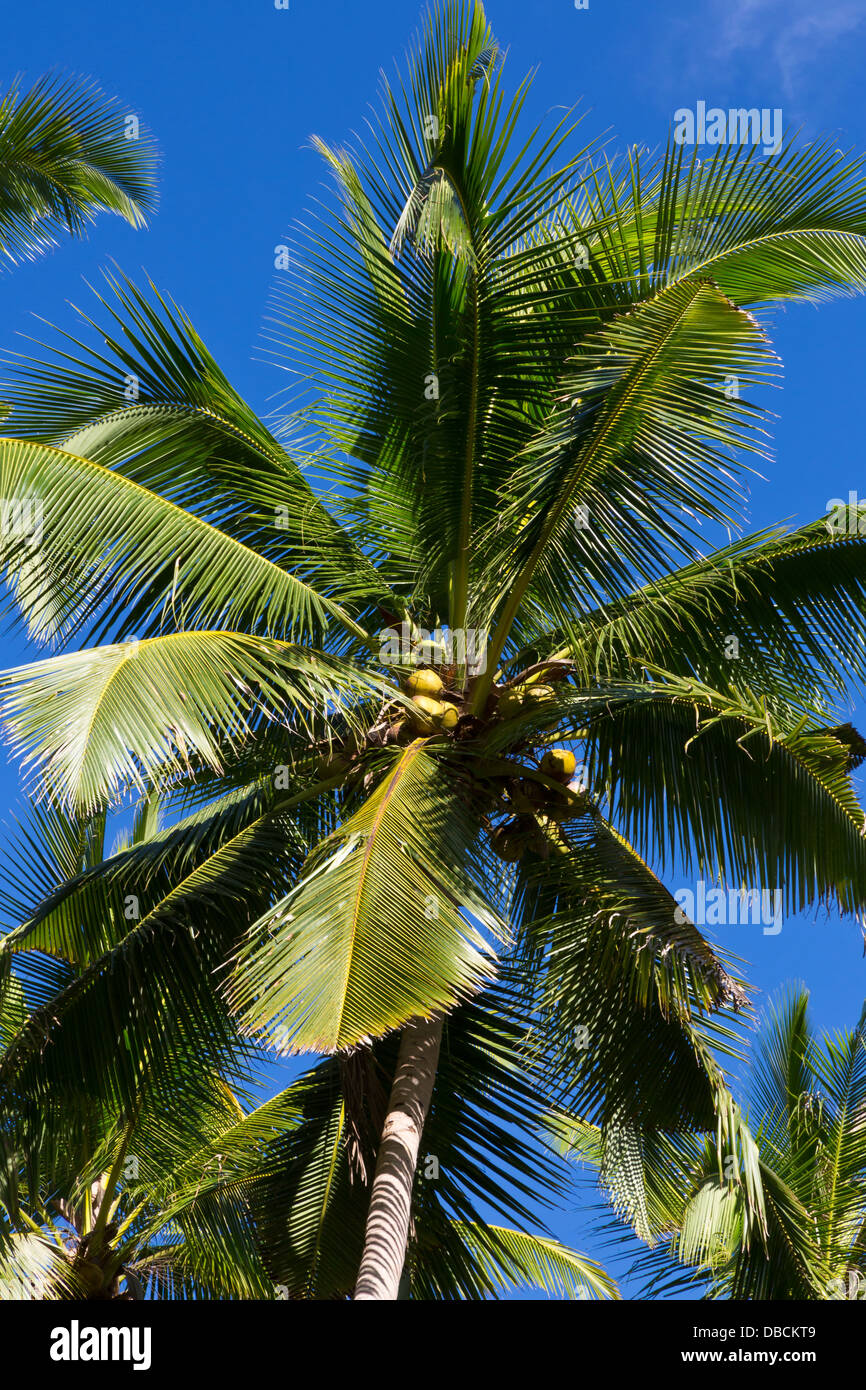 Coconut palm tree philippines hires stock photography and images Alamy