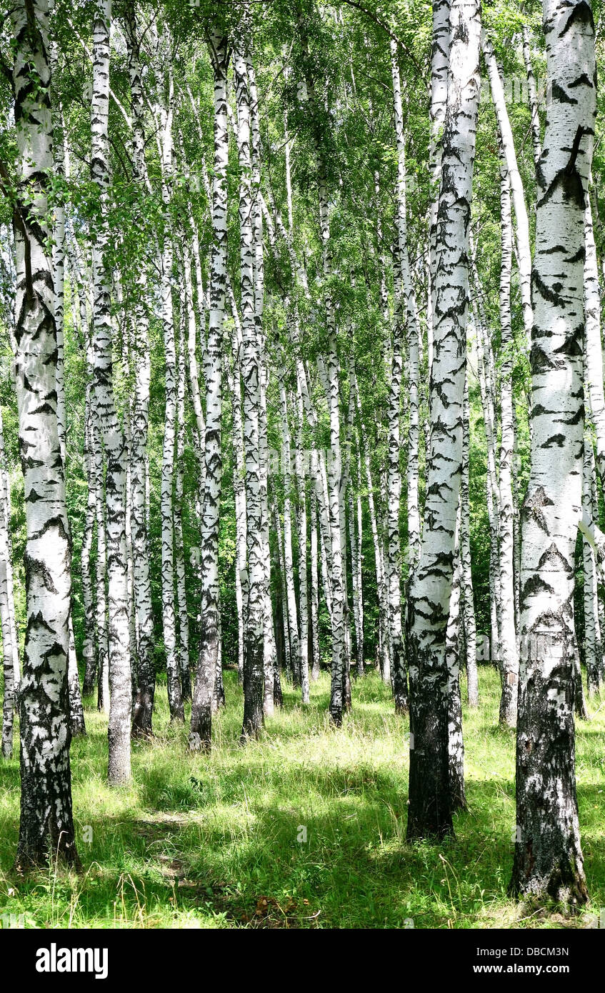Pathway in sunny birch grove of summer july Stock Photo