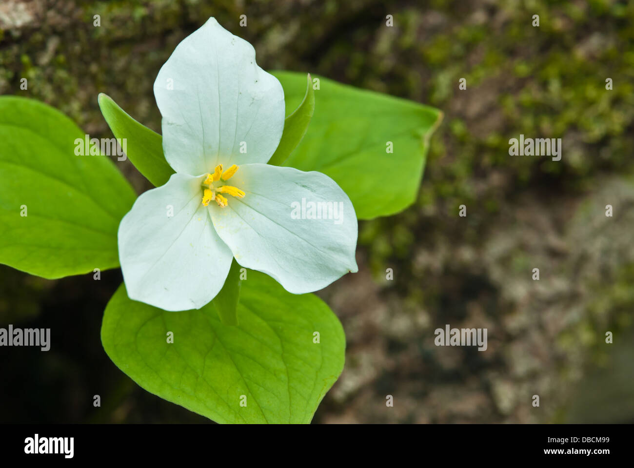 A single white trillium blossom (Trillium grandiflorum) growing beside a moss covered log Frontenac Provincial Park, Ontario Stock Photo