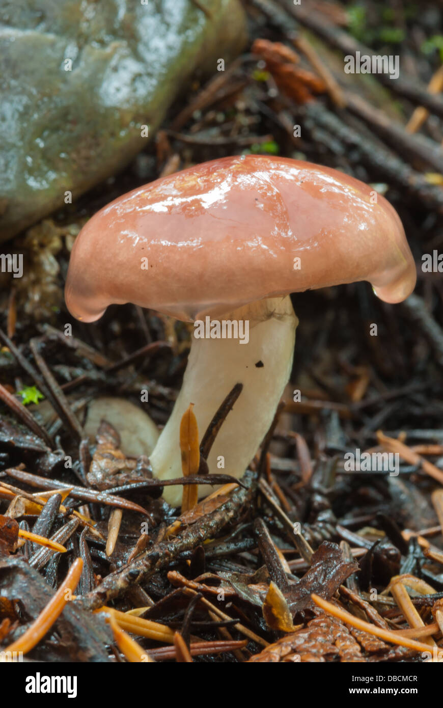 Fragile brittlegill mushroom (Russula fragilis) growing in the damp forest floor, Mt Robson Provincial Park, British Columbia Stock Photo