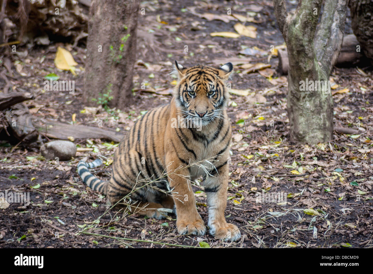 A tiger standing under a tree staring into the distance Stock Photo Alamy