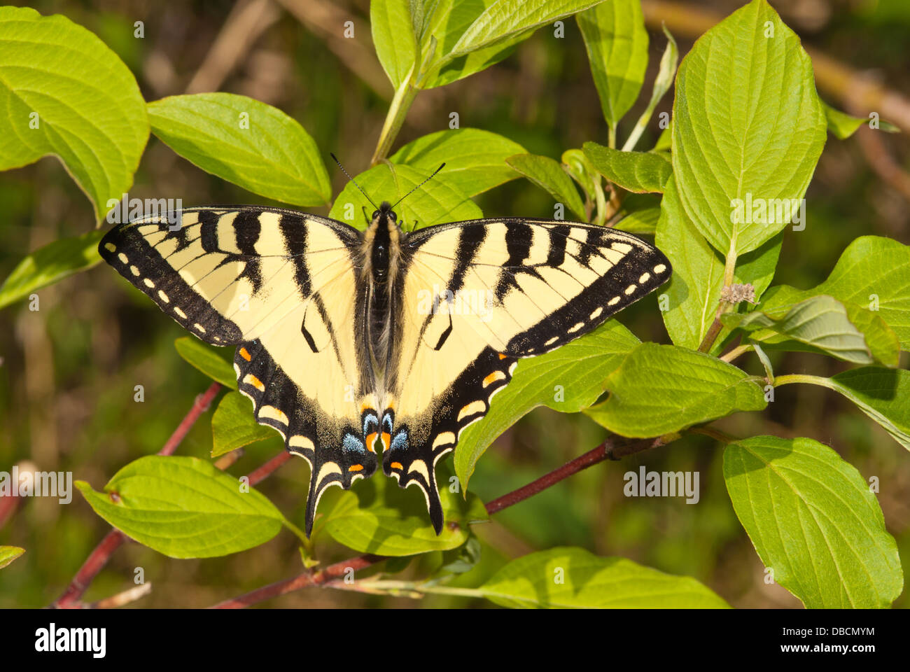Canadian tiger swallowtail butterfly (Papilio canadensis) perched on a