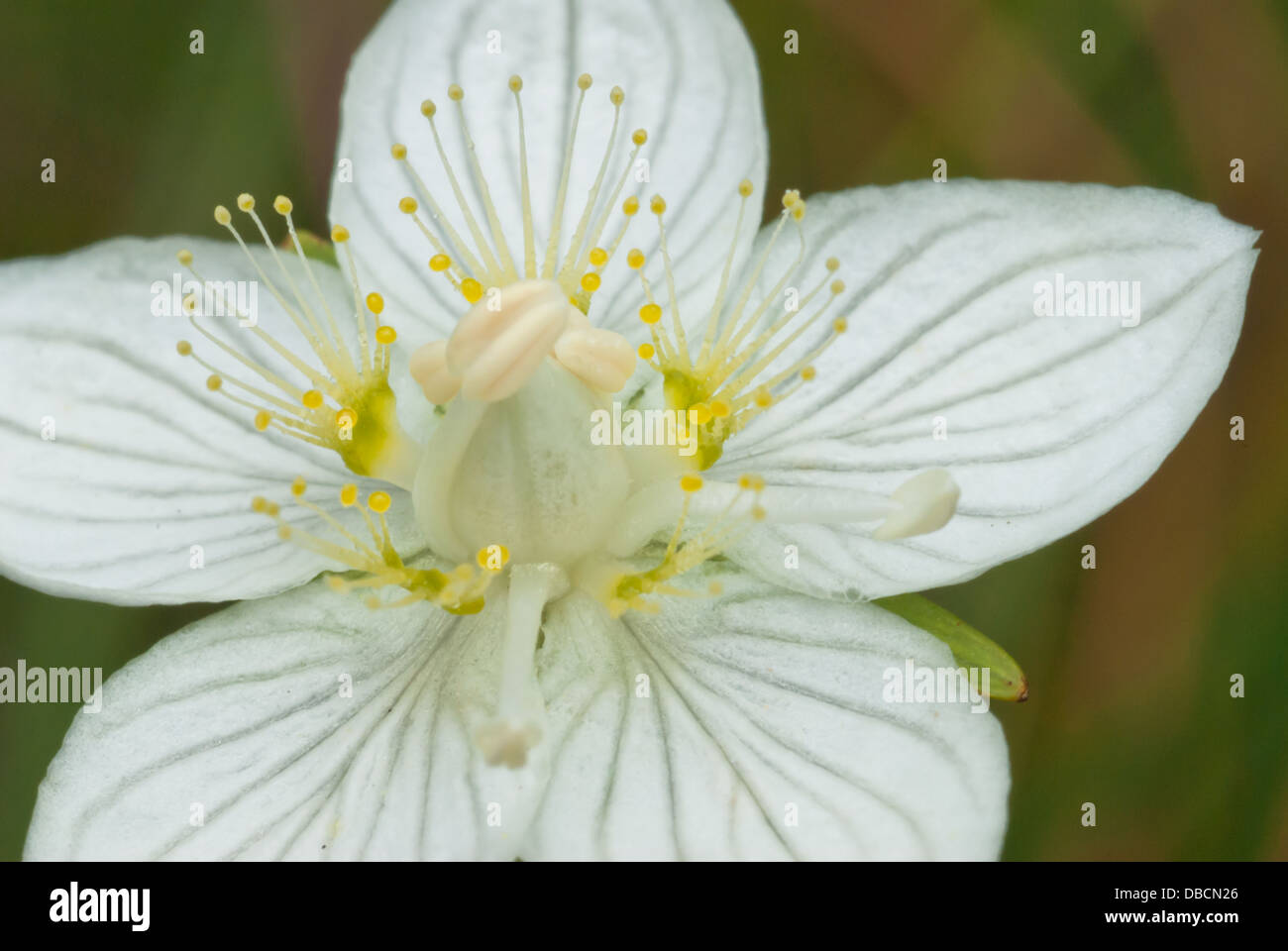 Close up of a grass of parnassus (Parnassia palustris) flower showing detail of stamens, Wagner Bog, Alberta Stock Photo