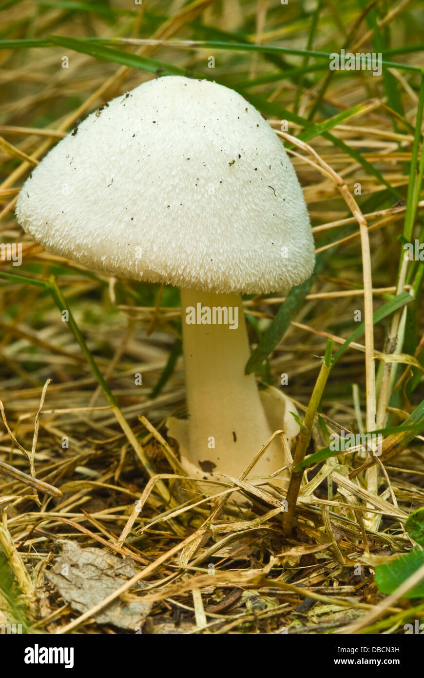 Volvariella speciosa mushroom growing from its cup in grass, Wagner Bog, Alberta Stock Photo