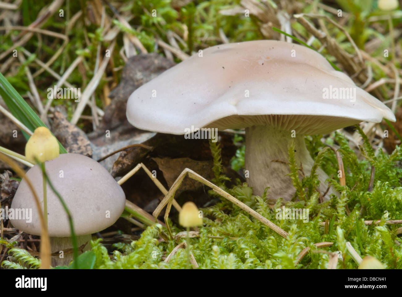 A pair of smoky waxgill mushrooms (Hygrophorus camarophyllus) growing among moss, Wagner Bog, Alberta Stock Photo