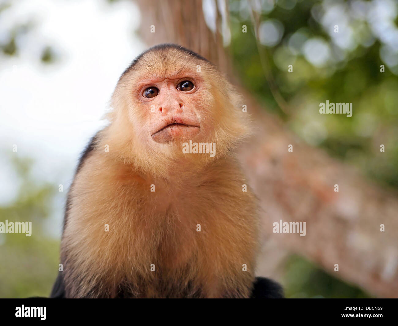 Head of White-Faced Capuchin monkey, national park of Cahuita, Caribbean, Costa Rica Stock Photo