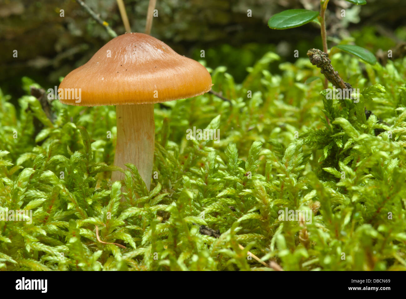 tan colored wild mushroom, possibly Cortinarius croceofolius, with umbonate cap growing in moss, Wagner Bog, Alberta Stock Photo