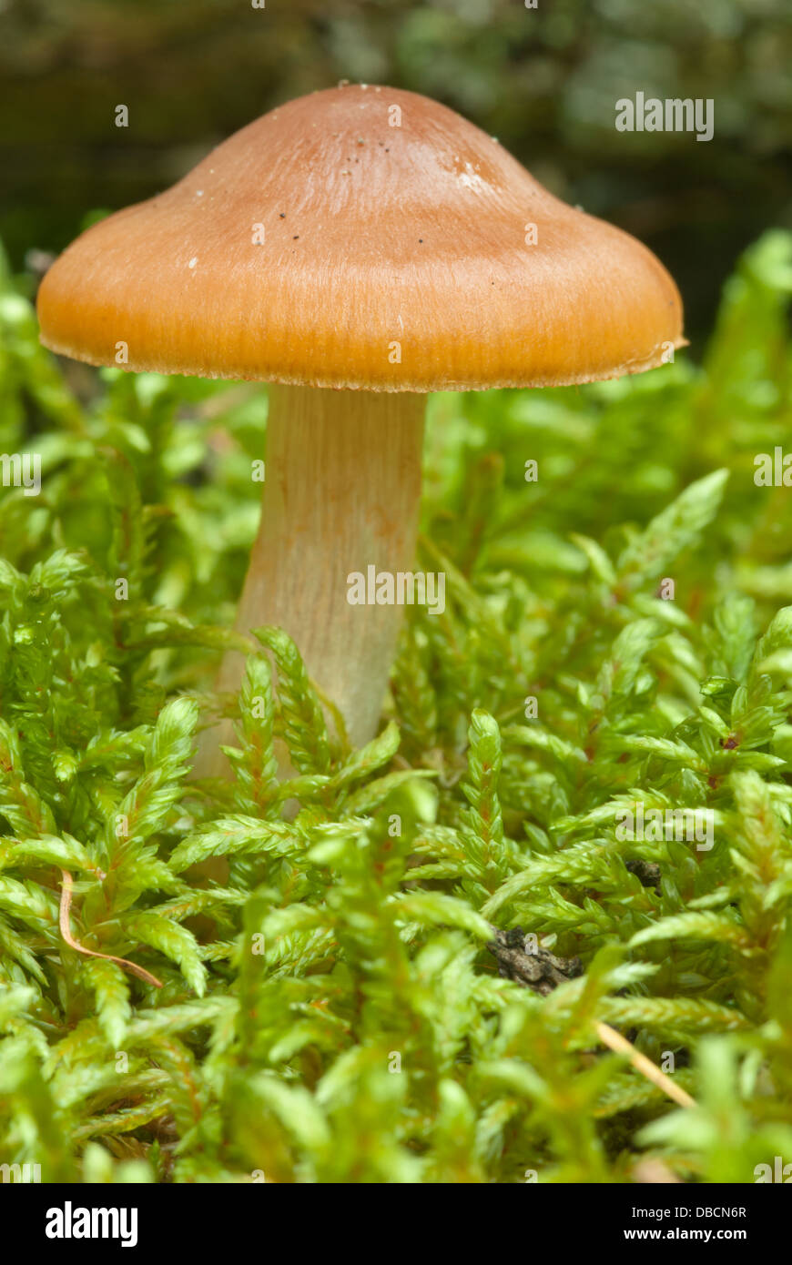Closeup of tan colored wild mushroom, possibly Cortinarius croceofolius, with umbonate cap growing in moss, Wagner Bog, Alberta Stock Photo