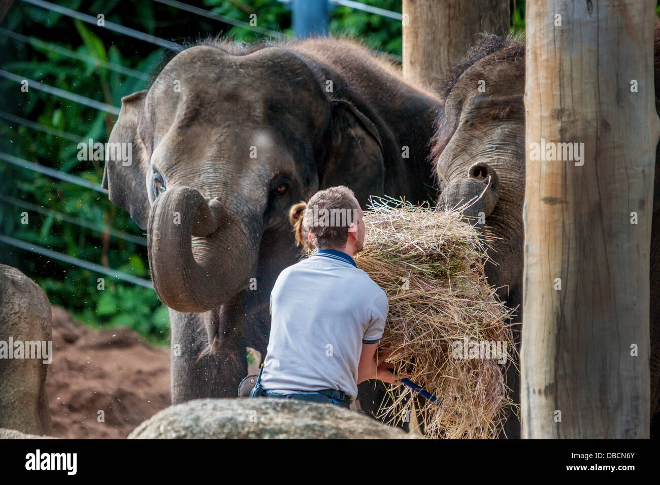 Two adult female elephants hold up their trunks as they wait to be fed hay Stock Photo