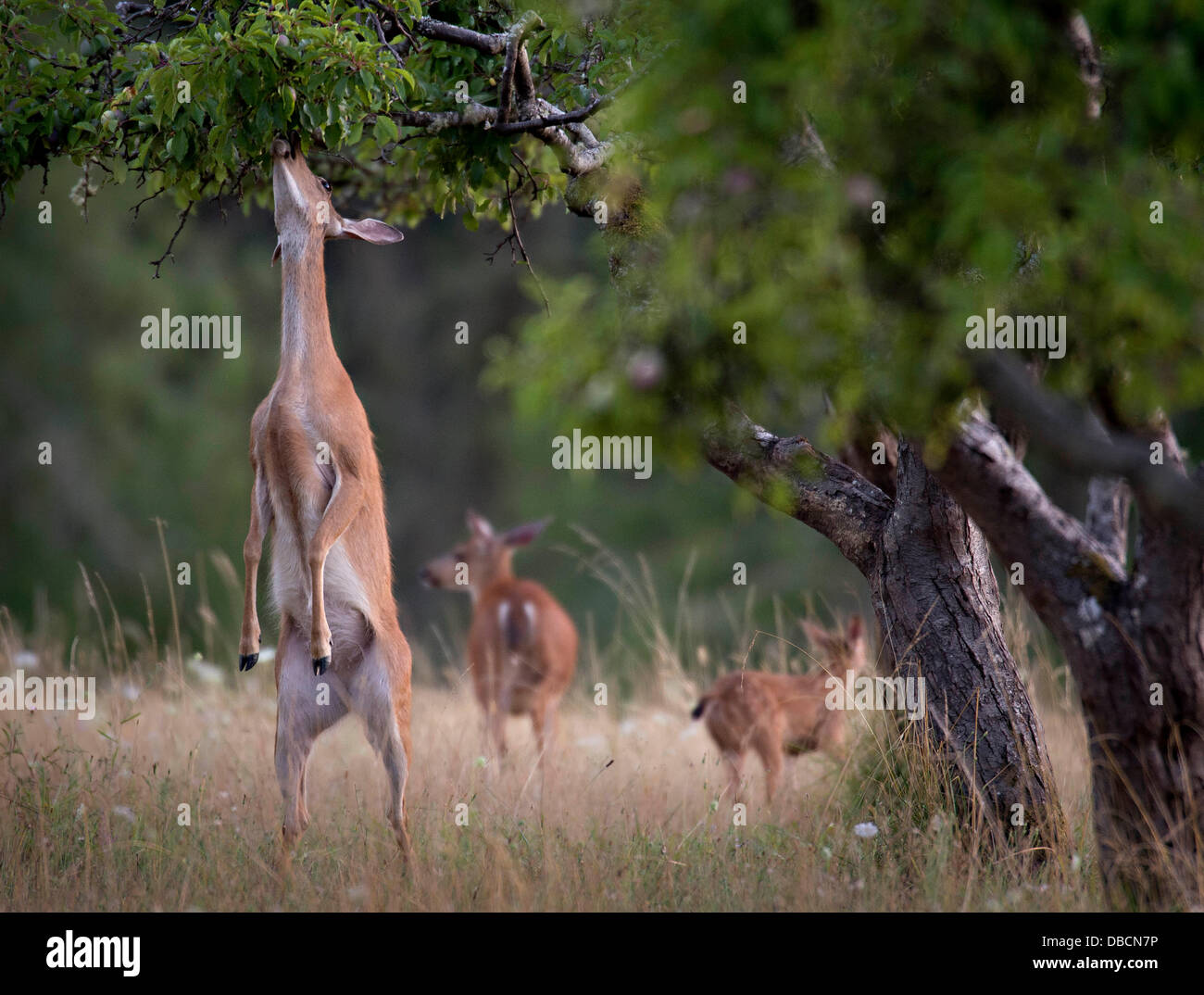 Low Hanging Fruit High Resolution Stock Photography and Images Alamy
