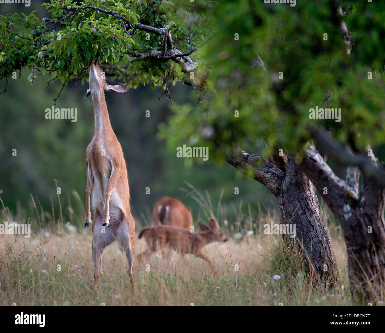 Deer On Hind Legs High Resolution Stock Photography and Images Alamy