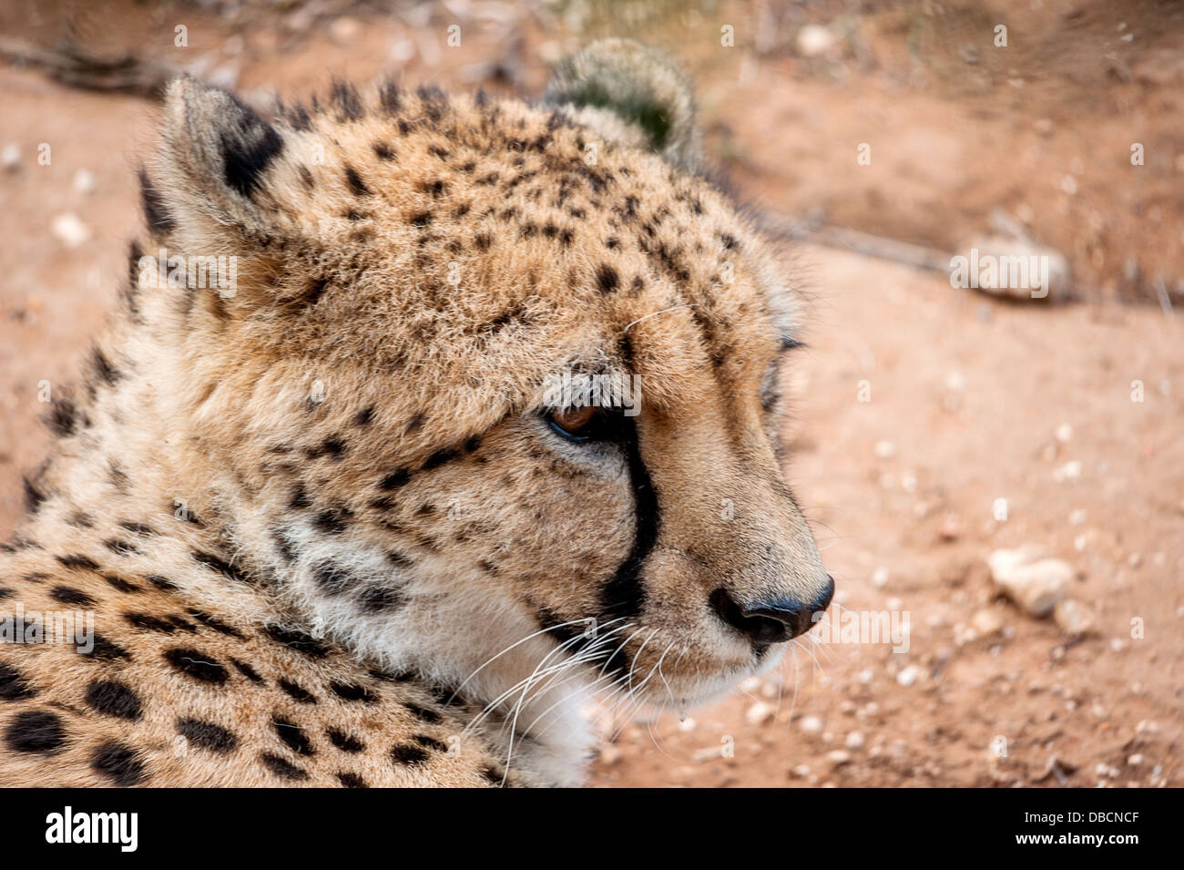 A closeup photograph of a cheetah gazing into the distance looking for prey Stock Photo