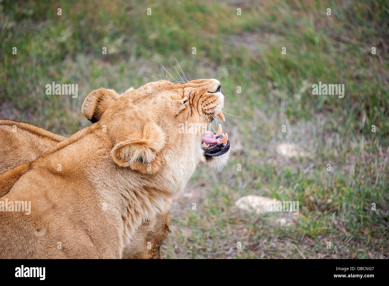 A close-up of a female lion Stock Photo