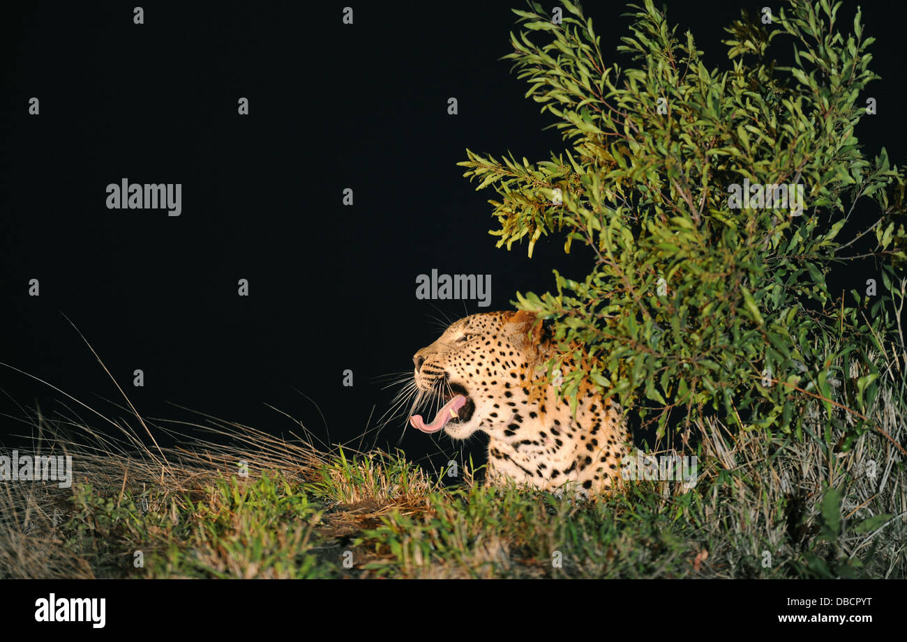 leopard yawling at night on an ant hill Stock Photo
