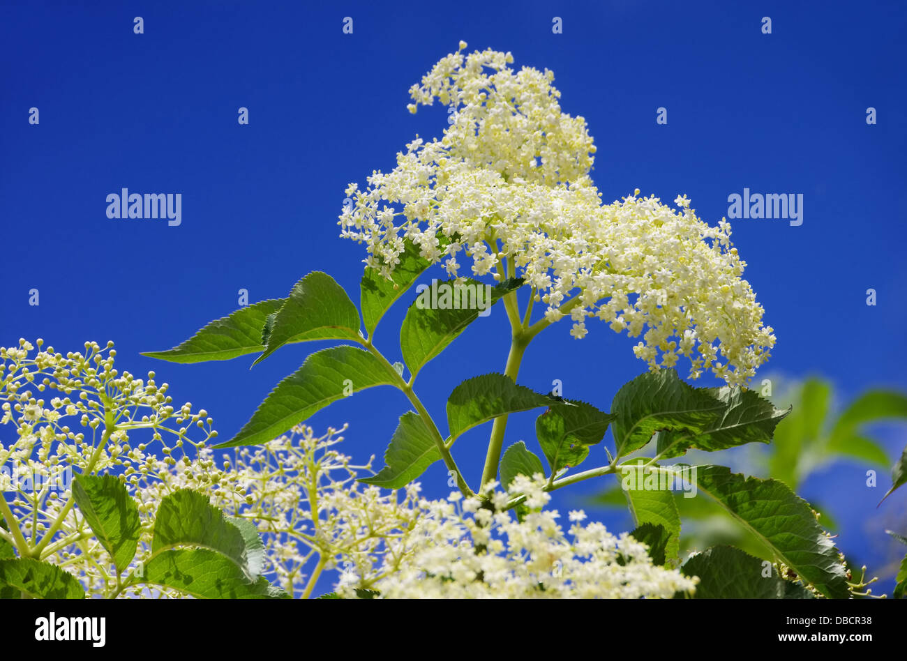 Holunder strauch hi-res stock photography and images - Alamy