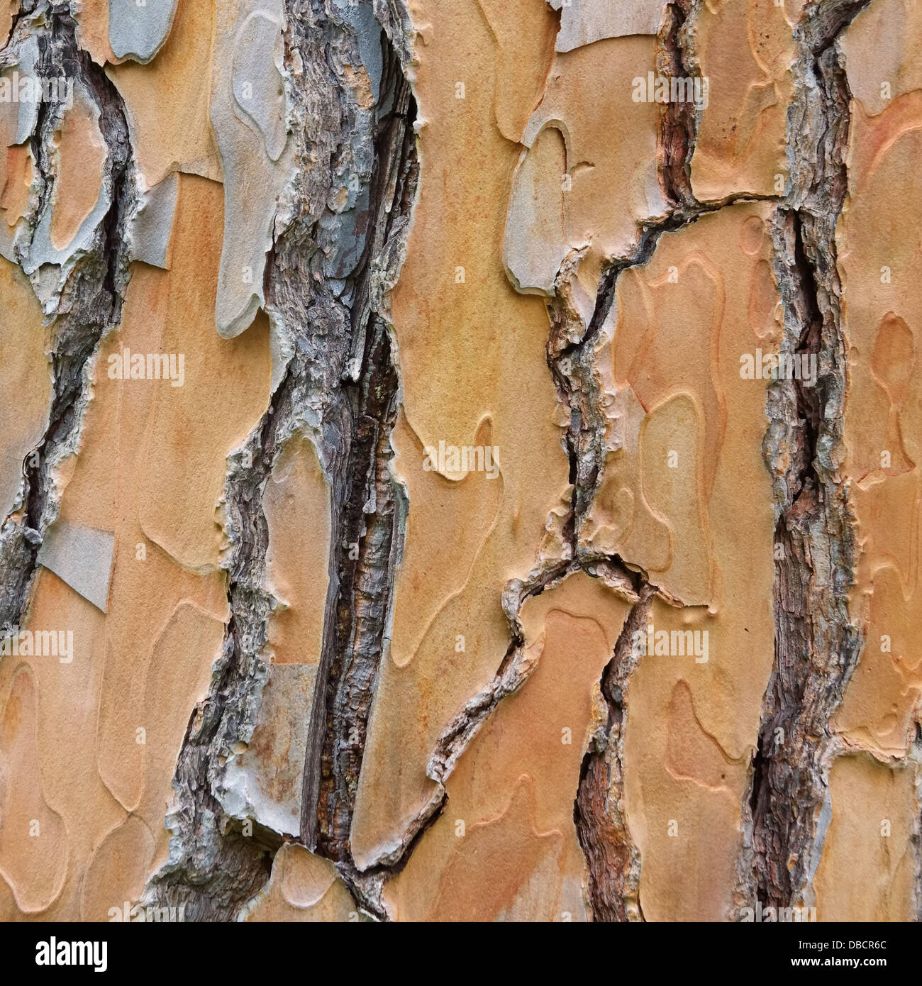 Pinie Rinde - pine bark 04 Stock Photo