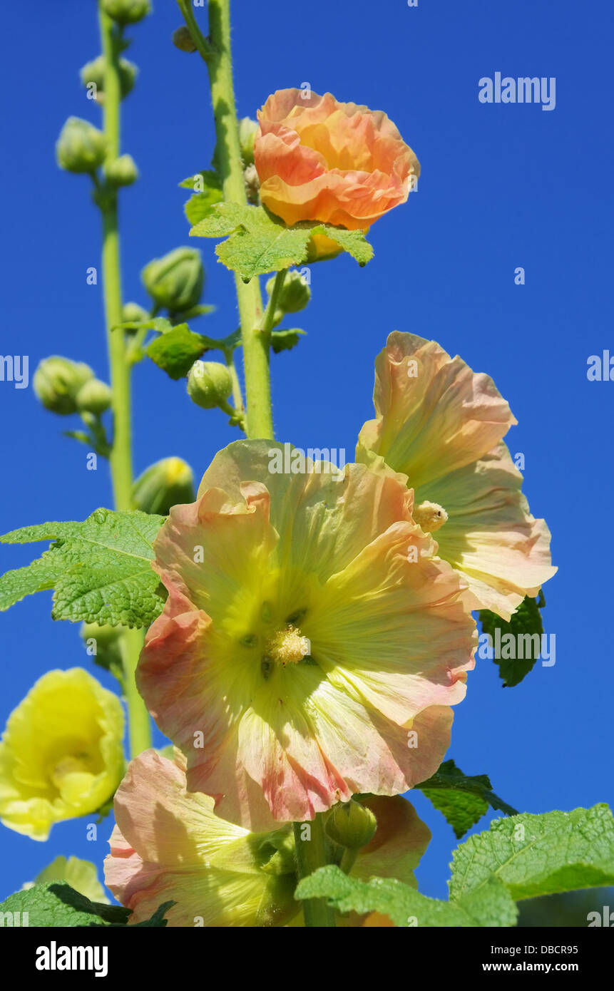Stockrose - hollyhock 10 Stock Photo - Alamy