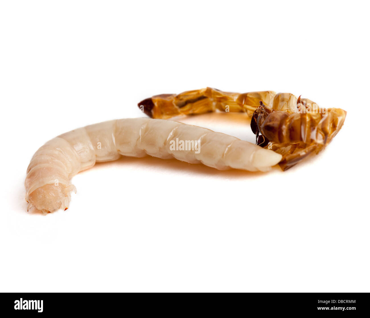 Caterpillar shed skin Cut Out Stock Images & Pictures Alamy