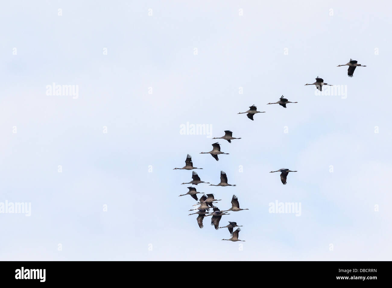 Cranes in the sky Stock Photo Alamy