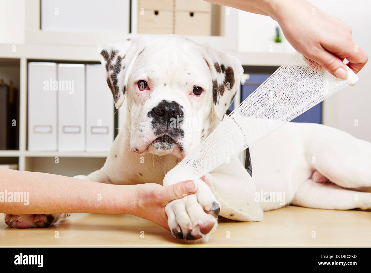Boxer dog getting bandage after injury on his leg by a veterinarian