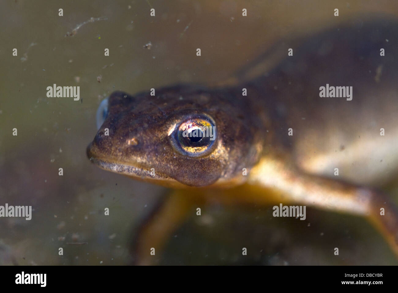 Smooth Newt in the Cooley Peninsula,Co.Louth,Ireland Stock Photo