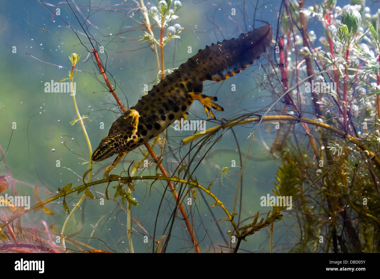 Smooth Newt in the Cooley Peninsula,Co.Louth,Ireland Stock Photo