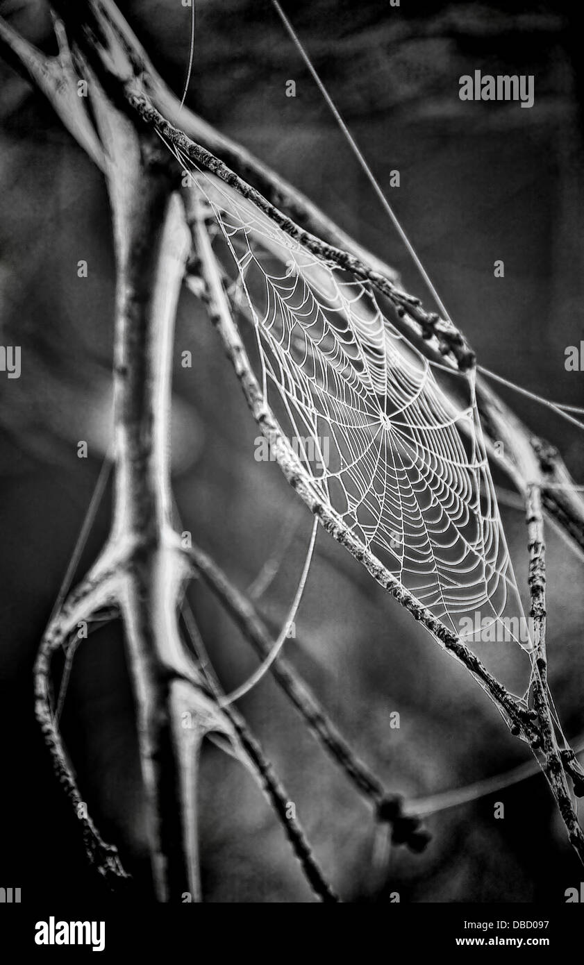 A close-up macro shot of a jumping spider on its web. These arachnids ...