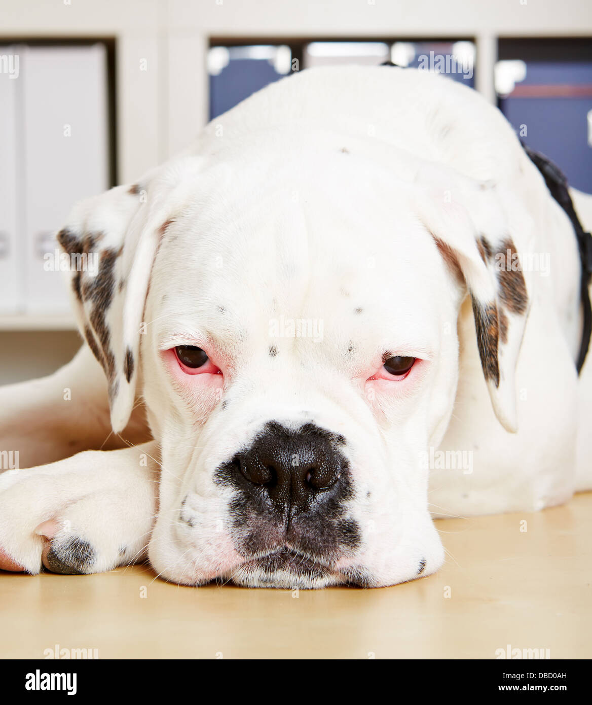 How Do You Clean Boxers Eyes