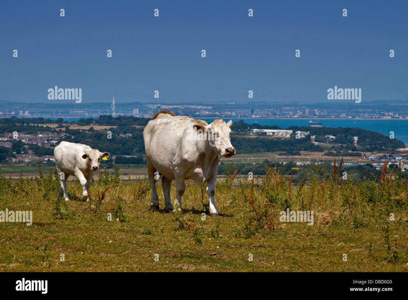 Cattle, Culver Down, Isle of Wight, Hampshire, England with a view over the Solent towards Portsmouth and mainland Hampshire Stock Photo