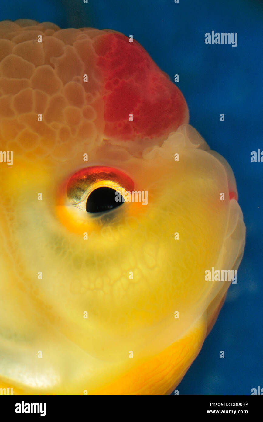 Lionhead Goldfish Carassius auratus, Ciprinidae Stock Photo