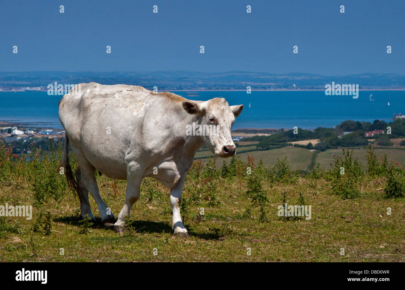 Cow, Culver Down, Isle of Wight, Hampshire, England with a view over the Solent towards mainland Hampshire Stock Photo