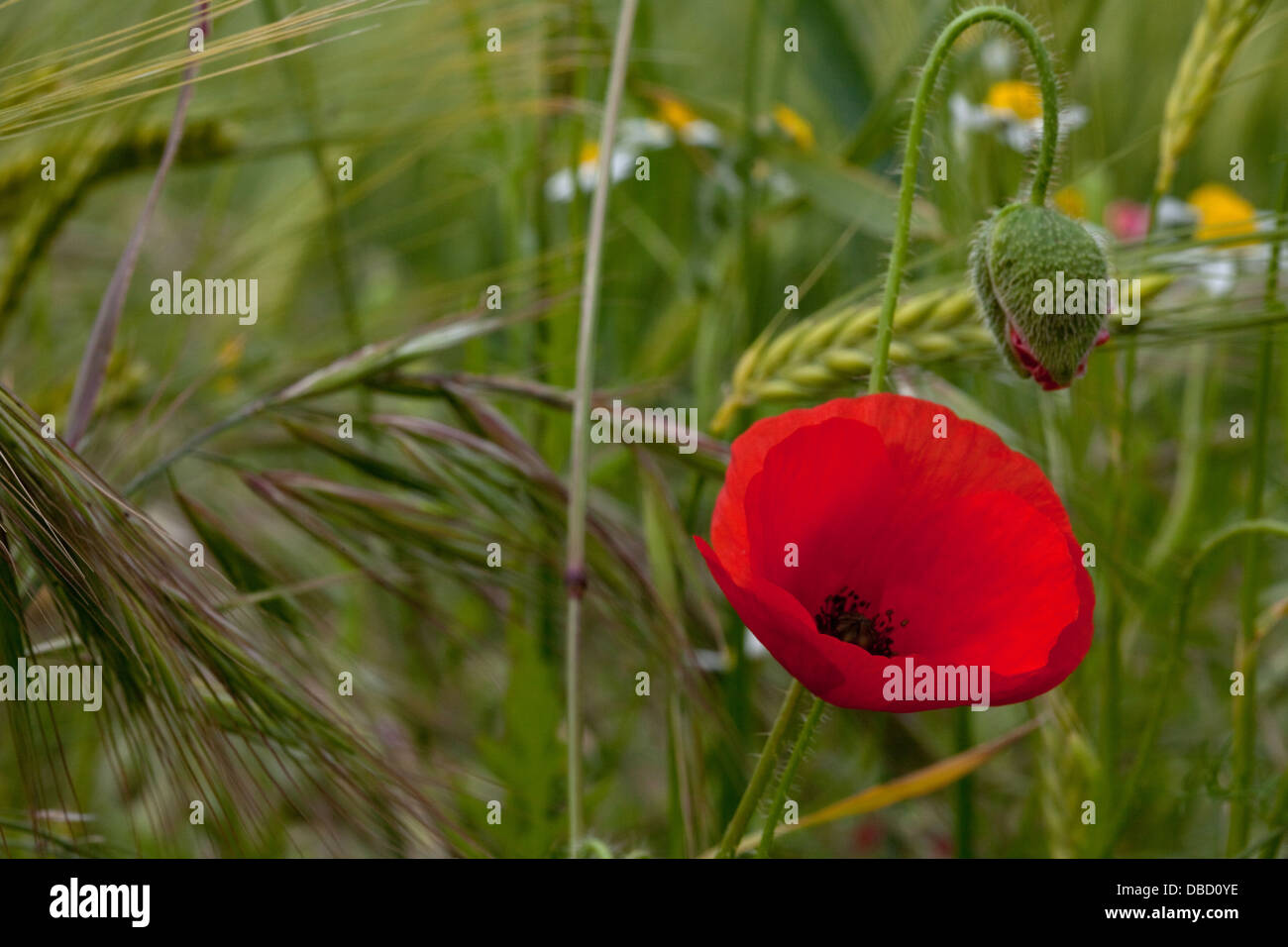 Poppies growing in fields in England Stock Photo Alamy