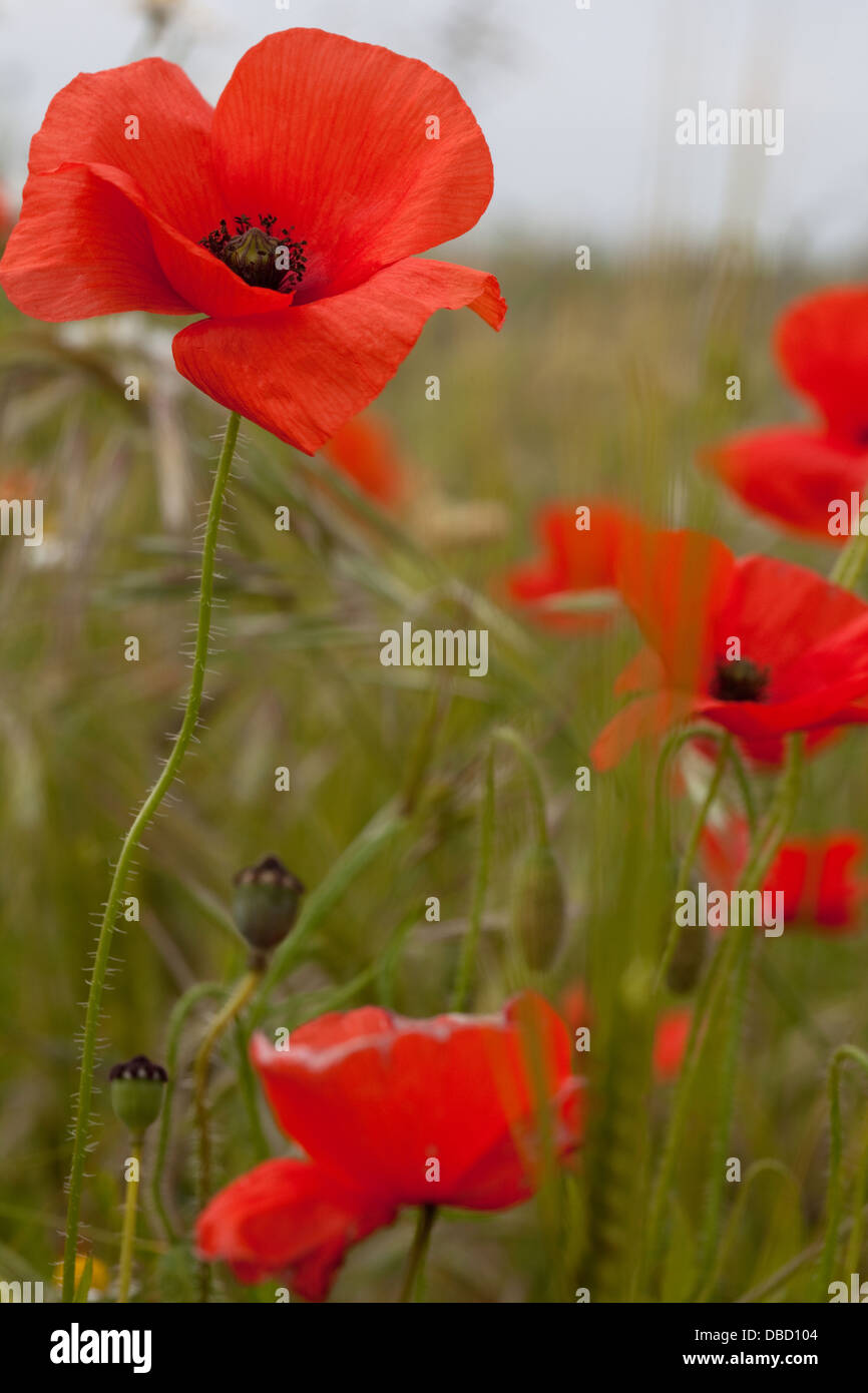 poppies growing in fields in England Stock Photo Alamy