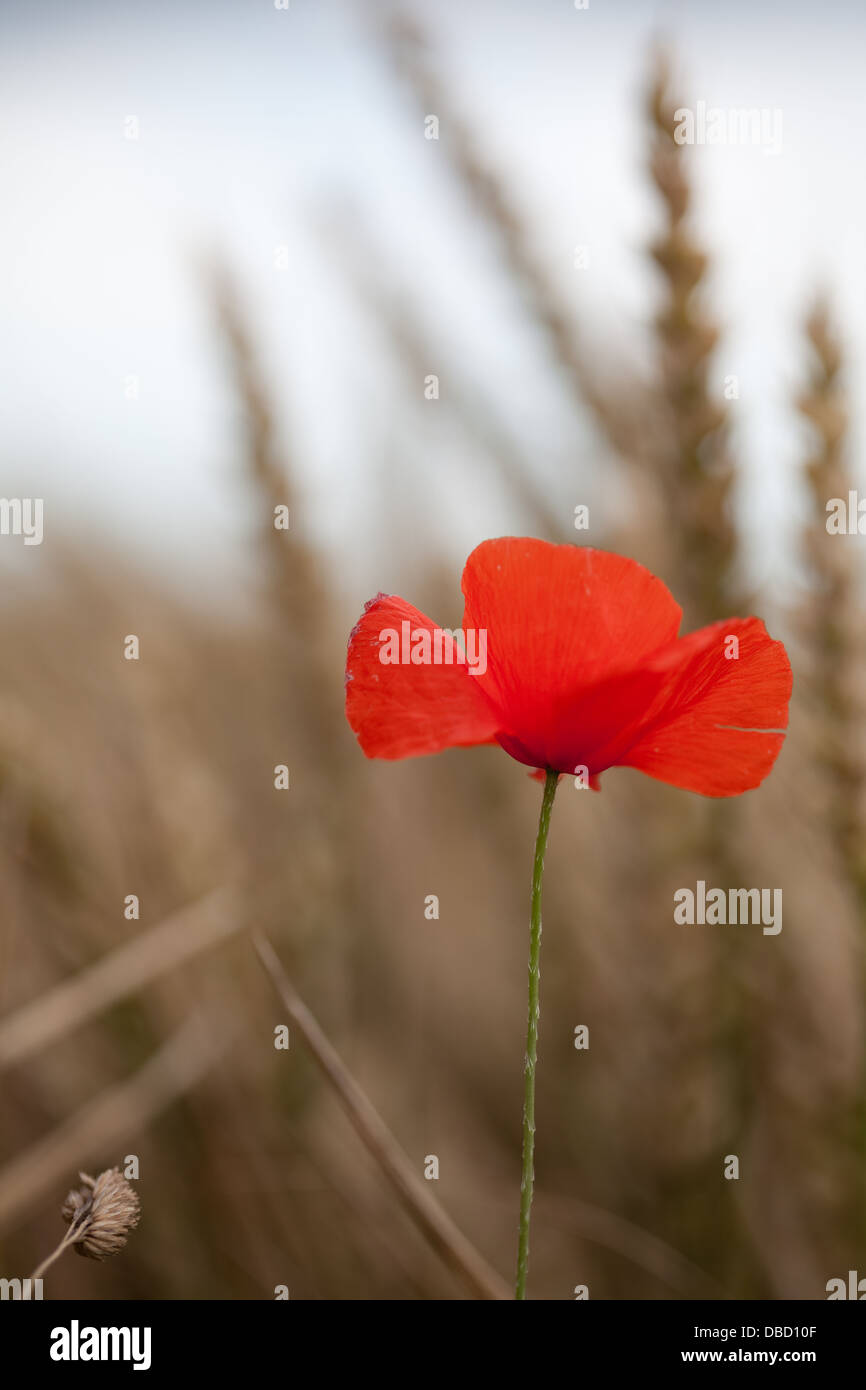 Poppies growing in fields in England Stock Photo Alamy
