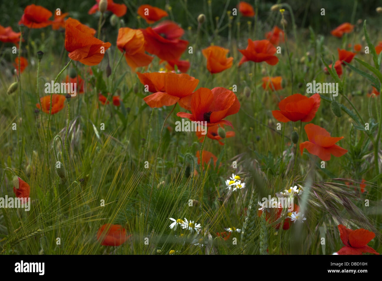 Poppies growing in fields in England Stock Photo Alamy