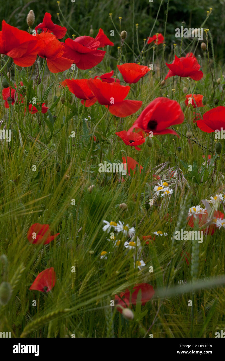 Poppies growing in fields in England Stock Photo Alamy